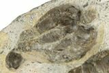 3.2" 3D, Triassic Fossil Crinoid (Encrinus) - Germany - #192530-2